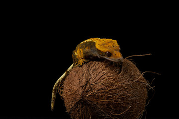 Gecko studio close up