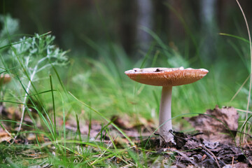 Mushroom in forest background green grass.