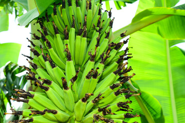 Obraz premium Green banana bunch in tree, unripe banana in the jungle close up