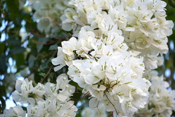 beautiful white flowers
