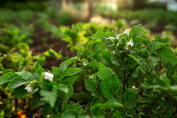 Potato flowers in the beds. Agriculture, gardening, vegetable garden
