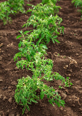 Seedling beds of tomatoes. Agriculture, gardening, vegetable garden