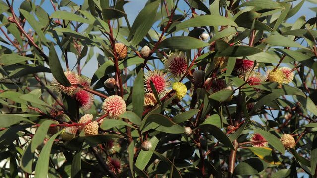 Hakea Laurina Pin Cushion Plant Tree Wide Shot, sunny daytime Maffra, Victoria, Australia