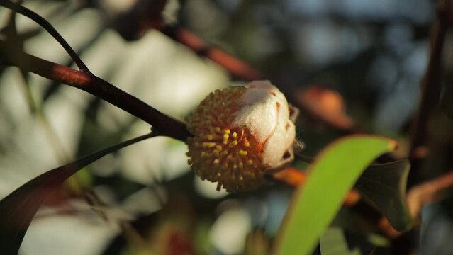 Hakea Laurina Pin Cushion Plant Yellow Bud Sprouting, Medium Shot, sunny daytime Maffra, Victoria, Australia