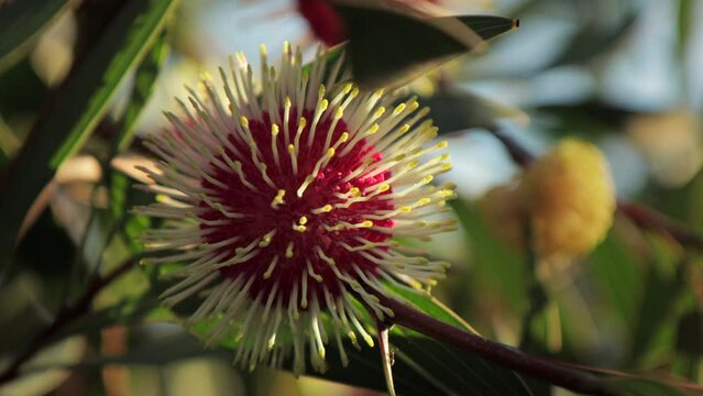 Hakea Laurina Pin Cushion Plants Close Up, Ant Climbs Along Stem, Sunny daytime Maffra, Victoria, Australia