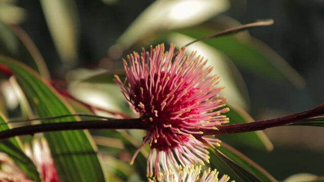 Hakea Laurina Pin Cushion Plant Close Up, sunny day time Maffra, Victoria Australia