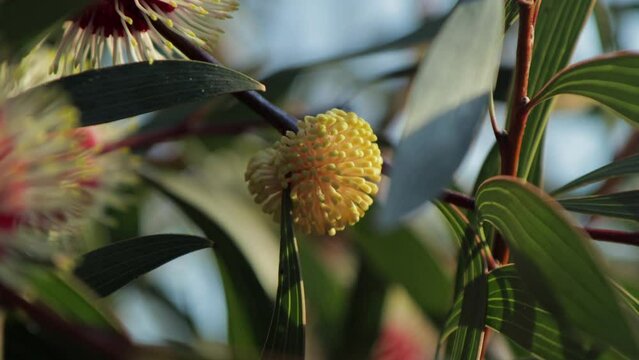 Hakea Laurina Plant Yellow Flower Bud Medium Shot, sunny daytime Maffra, Victoria, Australia