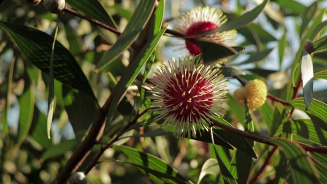 Hakea Laurina Pin Cushion Plants Medium Shot, sunny daytime Maffra, Victoria, Australia.