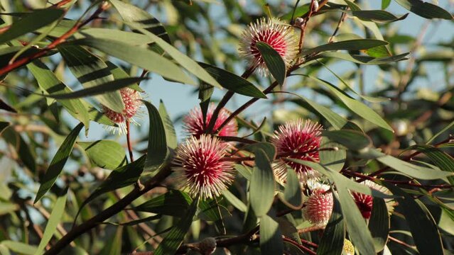 Hakea Laurina Pin Cushion Plant moving in wind, Wide shot sunny daytime, Maffra, Victoria, Australia