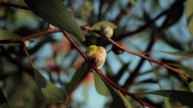 Hakea Laurina Plant Bud Sprouting Yellow Pin Cushion Flower, Medium Shot, sunny daytime Maffra, Victoria, Australia