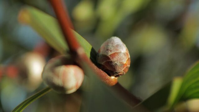 Hakea Laurina Pin Cushion Plant buds Close Up, sunny daytime Maffra, Victoria, Australia