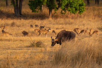 Gaur or Indian Bison or bos gaurus a danger animal or beast in landscape or field in summer morning safari at bandhavgarh national park forest madhya pradesh india asia