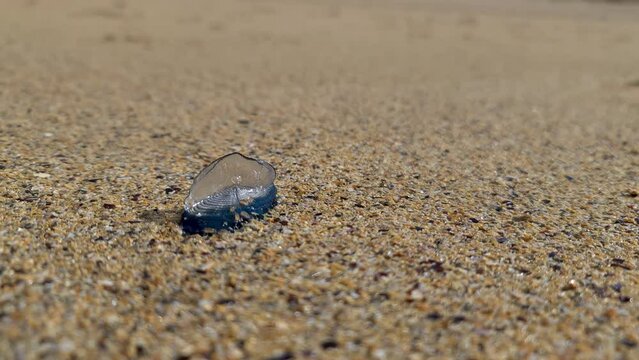 By the wind sailor, Velella Velella, washed up on Narin Beach, County Donegal - Republic of Ireland