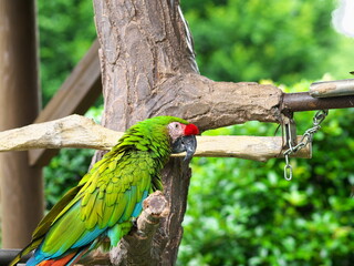 木の枝の上で遊ぶ緑色のコンゴウインコ
