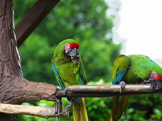 木の枝の上で遊ぶ緑色のコンゴウインコ
