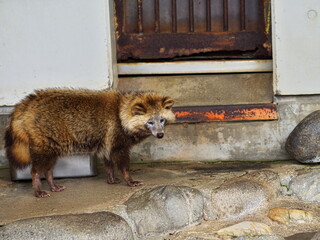 動物園の１頭のアライグマ
