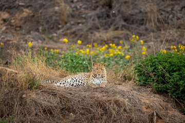 Indian wild male leopard or panther closeup resting with eye contact and yellow flower blossom...