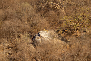 wild male leopard or panther resting on big rock with landscape and habitat at hill or mountain in...