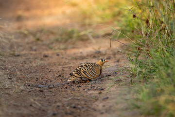 Painted Sandgrouse or Pterocles indicus male bird closeup or portrait in natural green background at ranthambore national park forest reserve sawai madhopur rajasthan india asia