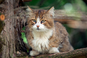 Portrait of a stray cat in close-up.