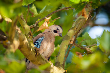 The Eurasian jay is a species of passerine bird in the crow family Corvidae.