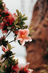 red and white flowers