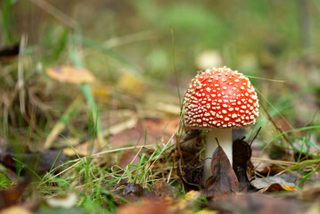 Poisonous fly agaric mushroom with red cap in white dots grows in autumnal forest