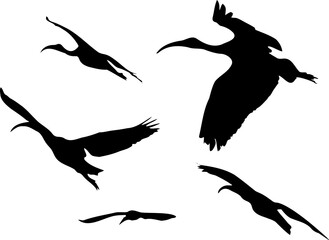 silhouettes of  a group of landing and taking off birds