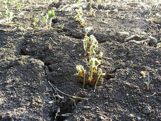 Soybean crop destroyed due to drought in the field