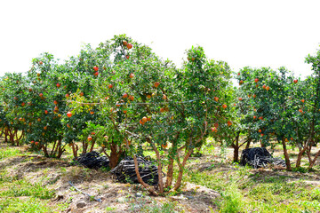 Fototapeta na wymiar Ripe pomegranate fruit on the branch in the garden.