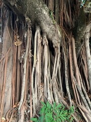 roots in the forest
