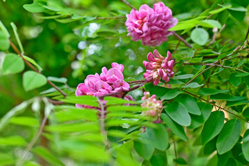 Robinia bristle-haired or pink acacia is a species of shrubs of the genus Robinia of the legume family.