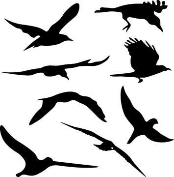 set of silhouettes of birds flying vector design