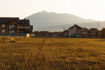 Wild grasses in front of residential area at sunset