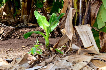 banana Small tree farming household industry