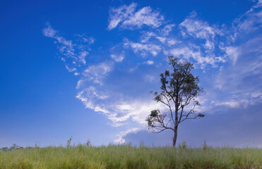 Obraz premium tree on mountain.landscape of the tree on mountain. 