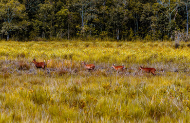 Deer in the forest. herd of deer in wildlife sanctuary,Thung Kramang, Thailand.
