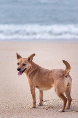 Dog with smiley expression and tongue out at the beach. A happy mixed-breed female dog standing on the sand with the ocean waves blurred in the background. Full body portrait.