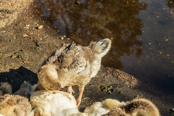 Domestic ducks on the shore of the reservoir.