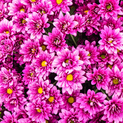 Fototapeta na wymiar Beautiful purple flower and pink pattern background (design flower background)