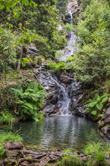 Wild vegetation with herbs and ferns next to the small lagoon formed by the waterfall of Paredes in the background, Mortágua PORTUGAL