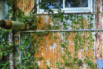 奄美大島、森林、青空、川、限界集落、田舎、草木、荒れ地、壁