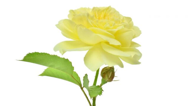 Yellow Rose rotating on a white background