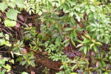 奄美大島、森林、青空、川、限界集落、田舎、草木、荒れ地