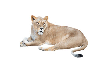 lioness lies isolated on white - obrazy, fototapety, plakaty