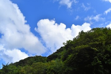 奄美大島、森林、青空、モダマ、藻玉、豆の木、ツル、ジャングル、さや、モダマ自生地、住用