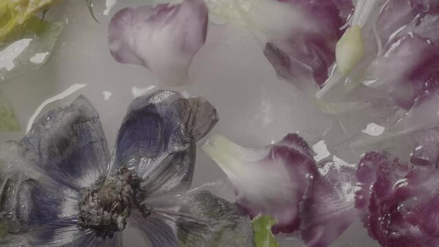 several blue, purple and yellow flowers defrosting