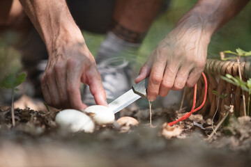 man hands picking mushroom fresh organic food healthy lifestyle