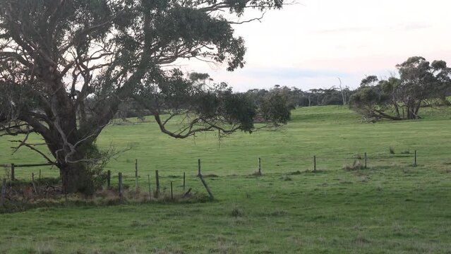 A group of kangeroos jumping in a paddock with a big gum tree in the foreground.