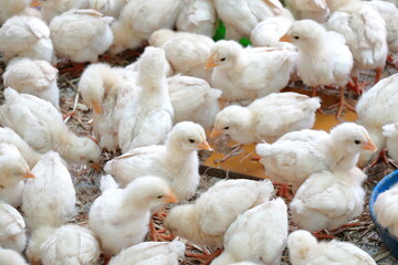 たくさんのヒヨコたち